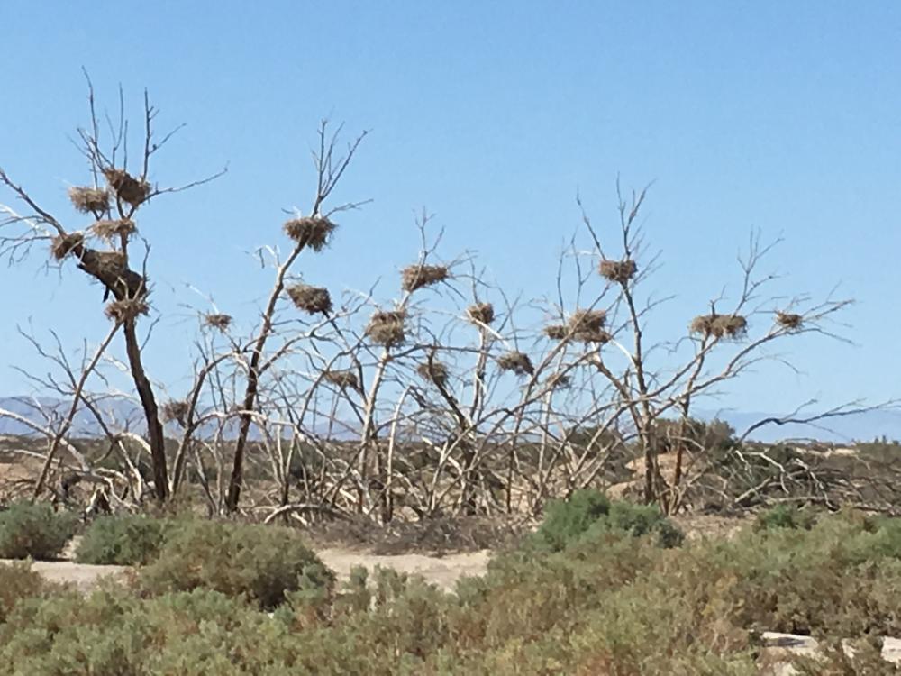 salton sea bird nests 9-2017 041.JPG