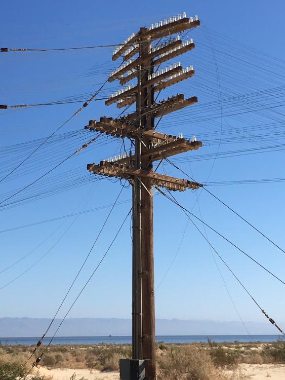 salton sea bird nests 9-2017 020.JPG