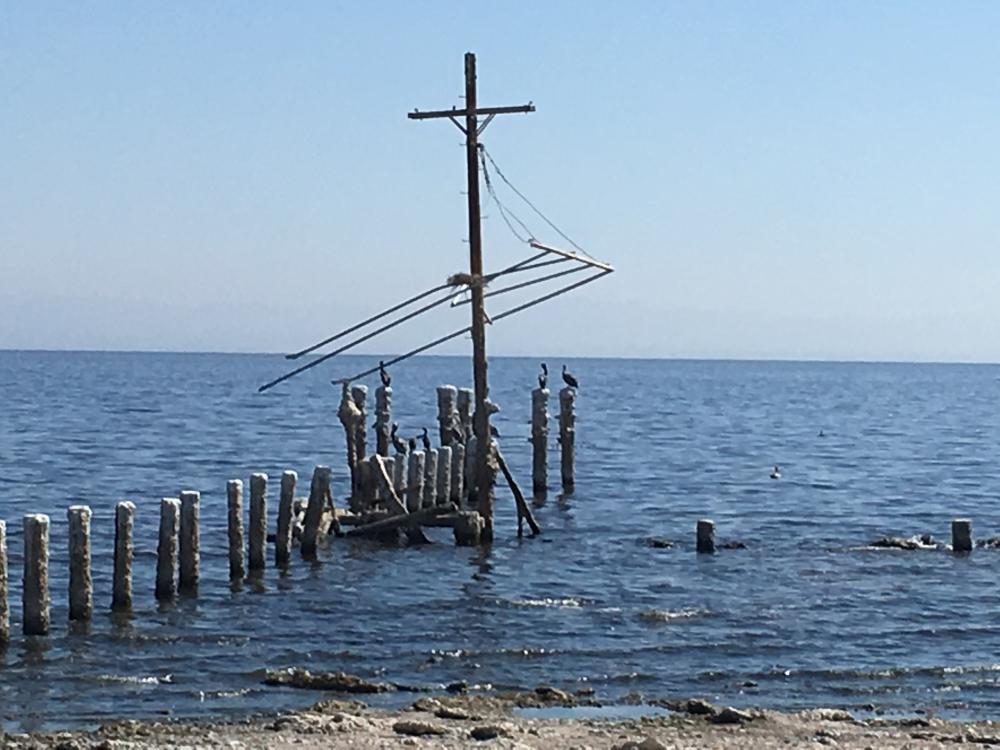 salton sea bird nests 9-2017 029.JPG