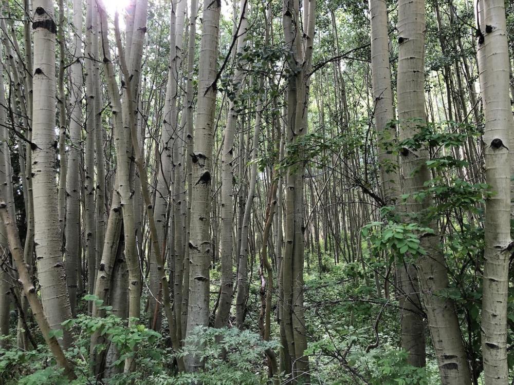 1353776338_TreesonAspenlooptrail.thumb.JPG.475d130b472b83da2c26086bb5cc53f0.JPG
